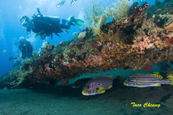 Sweetlips and Divers @ USS Liberty Wreck by Taco Cheung 